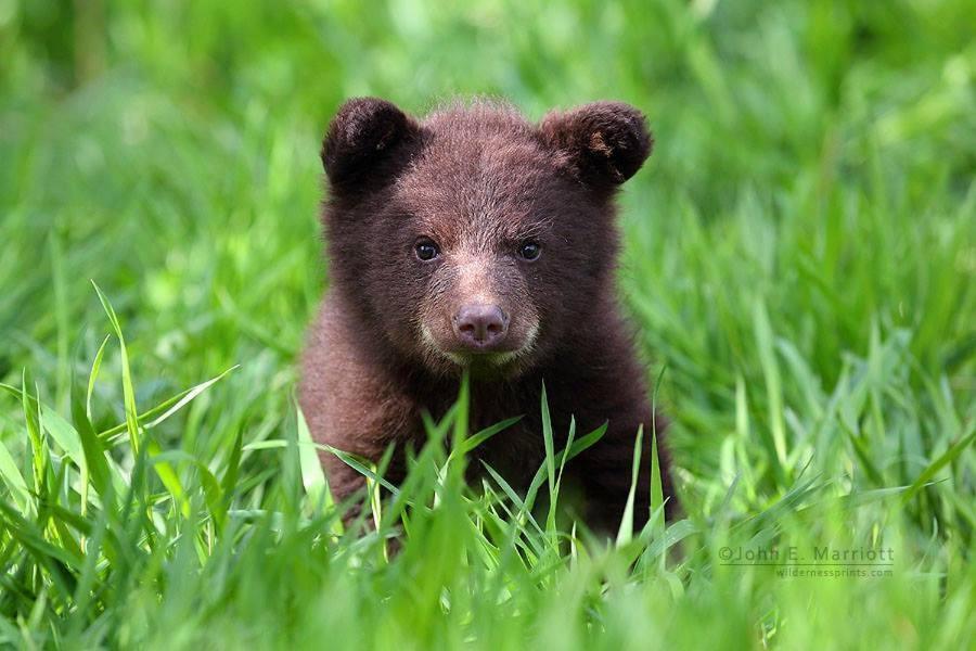 西黄石Baby Bear Cabin别墅 客房 照片